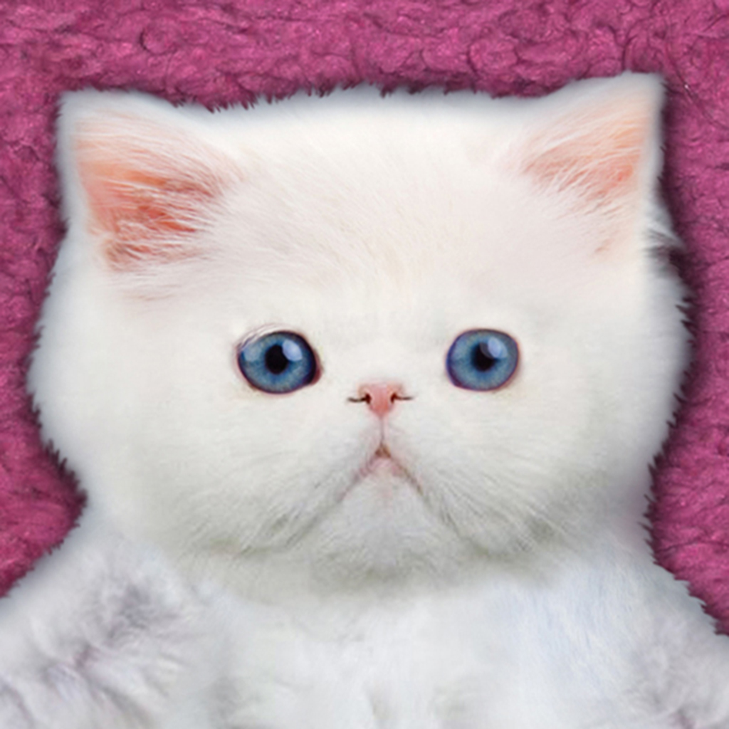 Kitten Calculator HD app icon